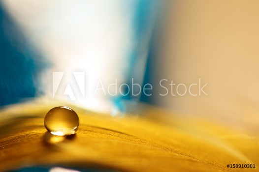 Picture of A drop of water on a golden feather with a blue background A feather with a drop of water Selective focus